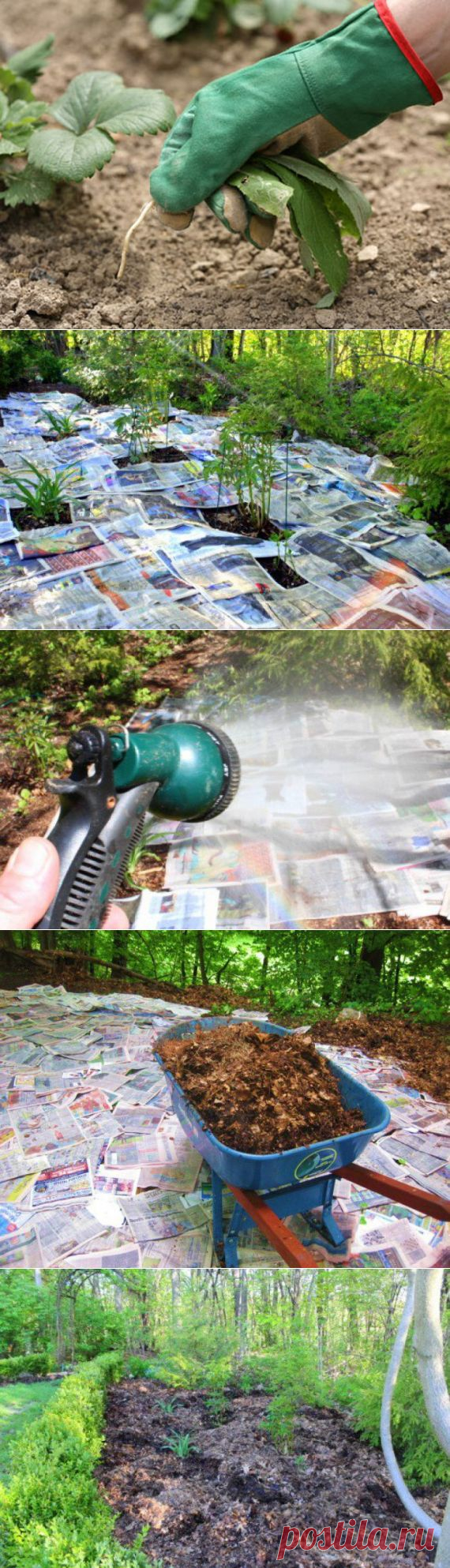 Как  избавится от сорняков без гербицидов