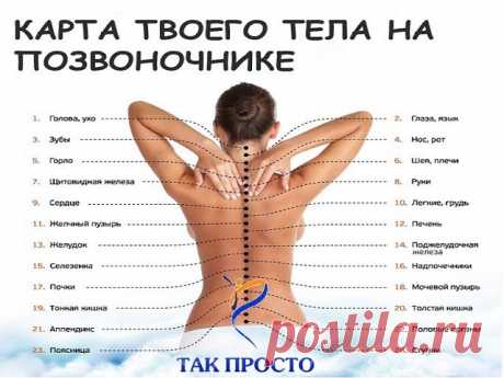 Узнай, как связан позвоночник с другими органами. Причина болей в спине может оказаться сюрпризом.
В позвоночнике человека 24 позвонка и 31 пара нервных окончаний. Каждый из этих позвонков функционально, или рефлекторно, связан с соответствующим органом или системой организма. Проблема в каком-либо органе может привести к хроническим, вялотекущим процессам или к нарушению проводимости нервного импульса в соответствующих зонах их прямой проекции — позвонках.
Карта тела на п...