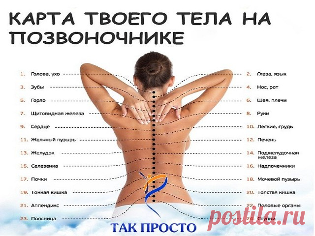 Узнай, как связан позвоночник с другими органами. Причина болей в спине может оказаться сюрпризом.
В позвоночнике человека 24 позвонка и 31 пара нервных окончаний. Каждый из этих позвонков функционально, или рефлекторно, связан с соответствующим органом или системой организма. Проблема в каком-либо органе может привести к хроническим, вялотекущим процессам или к нарушению проводимости нервного импульса в соответствующих зонах их прямой проекции — позвонках.
Карта тела на п...