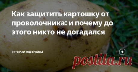 Как защитить картошку от проволочника: и почему до этого никто не догадался Пётр Первый завёз в Россию много полезных культур: помидоры (томаты), кофе, кукурузу и картофель, но вместе с последним с его исторической родины увязались и вредители: колорадский жук и проволочник.
В этой статье я расскажу, какими способами я поборол проволочника на своей картофельной плантации. Надо же делиться опытом!
Для начала: что такое проволочник?
Проволочник - это личинка жука-щелкуна ме