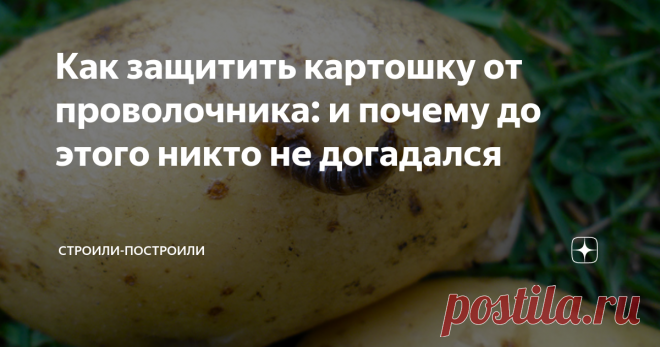 Как защитить картошку от проволочника: и почему до этого никто не догадался Пётр Первый завёз в Россию много полезных культур: помидоры (томаты), кофе, кукурузу и картофель, но вместе с последним с его исторической родины увязались и вредители: колорадский жук и проволочник.
В этой статье я расскажу, какими способами я поборол проволочника на своей картофельной плантации. Надо же делиться опытом!
Для начала: что такое проволочник?
Проволочник - это личинка жука-щелкуна ме