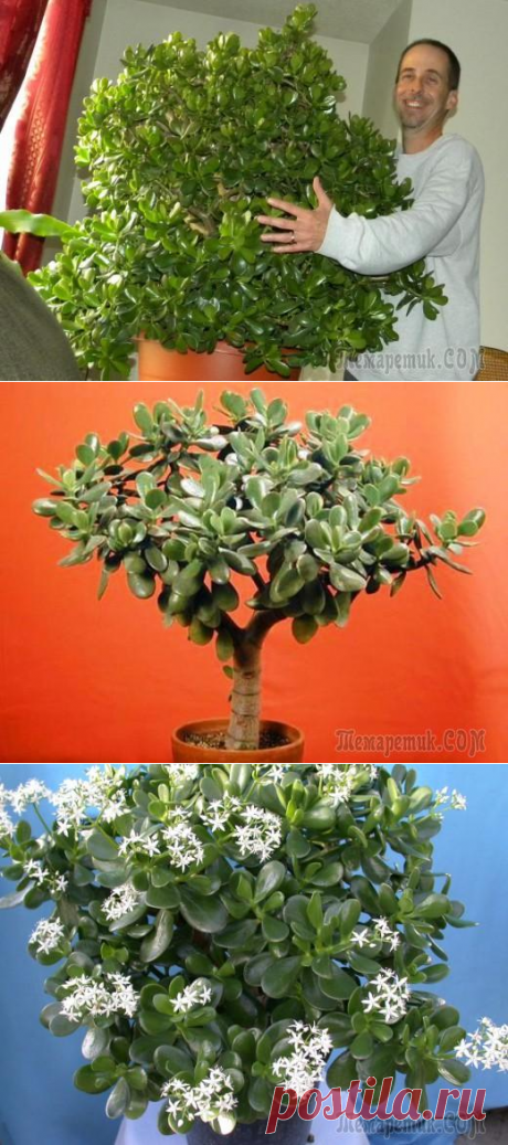 КАК ПРАВИЛЬНО ФОРМИРОВАТЬ ДЕНЕЖНОЕ ДЕРЕВО