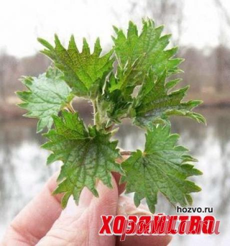 не даст шанса слизням