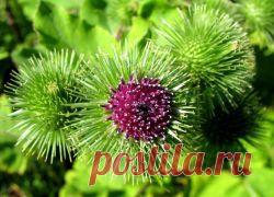 Настойка лопуха – лечебные свойства. | Советы Народной Мудрости