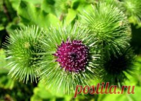 Настойка лопуха – лечебные свойства. | Советы Народной Мудрости