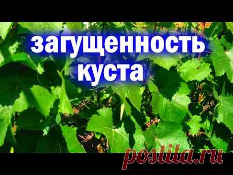 Загущенность куста винограда. Не допускайте этого!