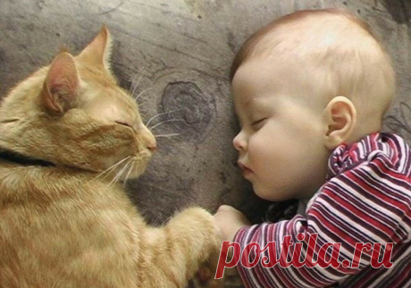 Васька | Lara's Stories | Дзен