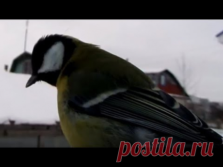 Простая кормушка для птицы своими руками | Синицы воробьи и сороки. Зимняя пора – это серьёзное испытание для пернатых. С каждым днём найти пищу становится всё труднее. Позаботьтесь о птицах – повесьте кормушку, сделанную сво...