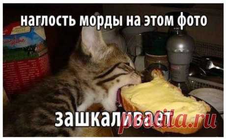 (+1) тема - Притворщик)) | Четвероногий юмор