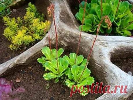 Сад коряг — рутарий в ландшафтном дизайне фото | Дача - впрок