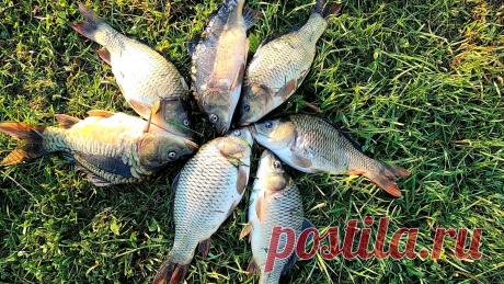 Приглашайте Славу и рыбалка будет удачной. Маленькие хитрости прикормки и ловли карпа в пруду | Хозяйство Воронова | Яндекс Дзен