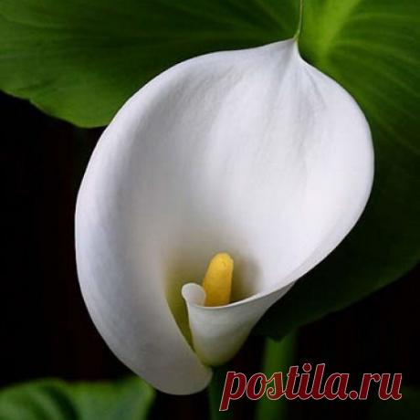 Каллы.МК. | Конфетный рай