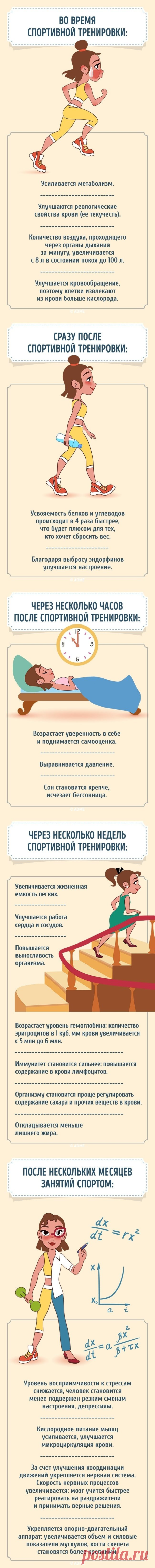 Как меняется состояние нашего организма после того, как мы начнем тренироваться / Все для женщины
