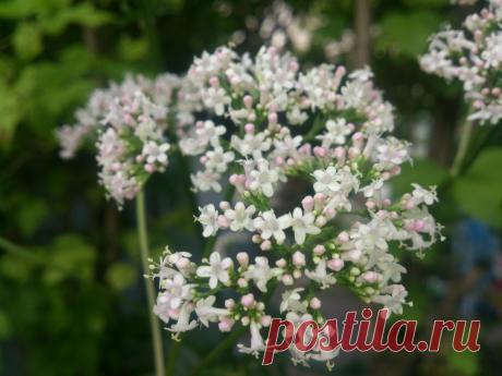 ВАЛЕРИАНА лекарственная
(Valeriana officinalis) многолетнее травянистое растение, достигает в высоту 1,5 (1,2—1,8)метра. Успокаивающее, при бессоннице, неврозы сердечно – сосудистой системы.