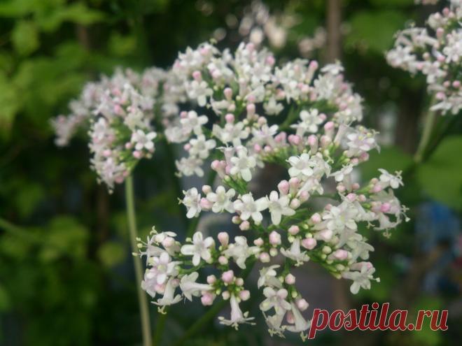 ВАЛЕРИАНА лекарственная
(Valeriana officinalis) многолетнее травянистое растение, достигает в высоту 1,5 (1,2—1,8)метра. Успокаивающее, при бессоннице, неврозы сердечно – сосудистой системы.