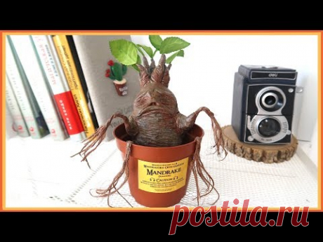 Obsessed with Harry Potter #3 🌿 Мандрагора своими руками! - YouTube