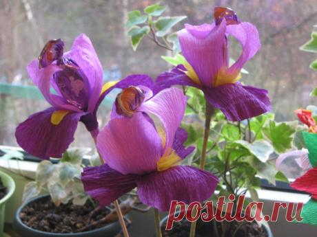 КОНФЕКТНО -БУКЕТНОЕ... МК. Ирисы..