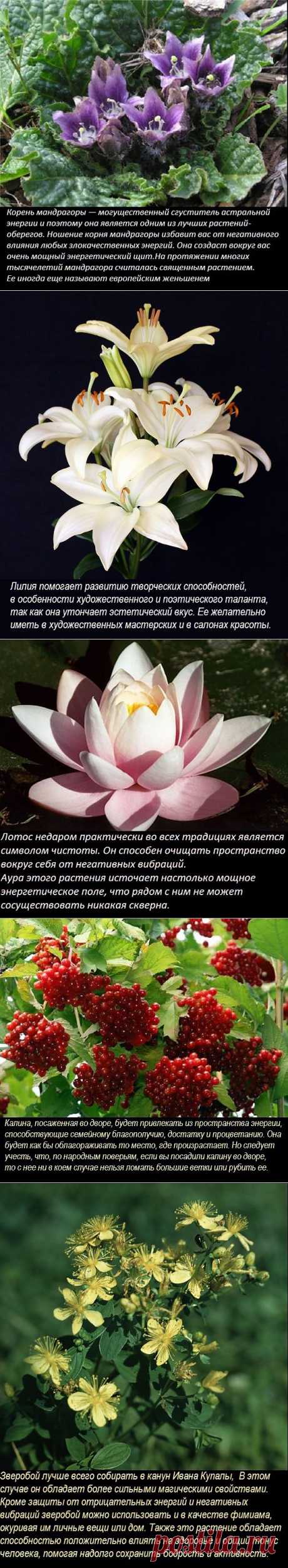 Магические свойства растений ( 2 часть).