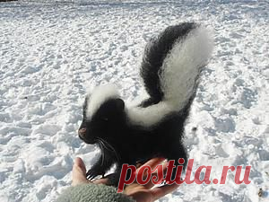 Мастер-класс по валянию скунсенка - Ярмарка Мастеров - ручная работа, handmade