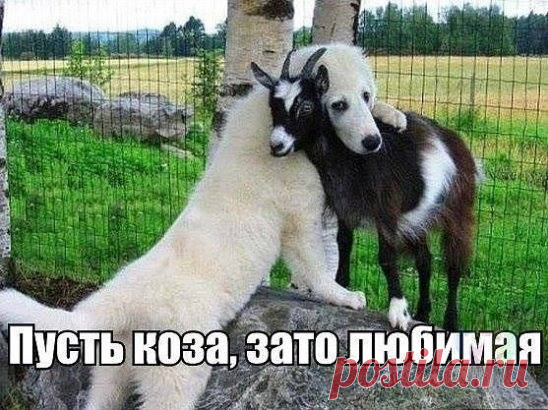 Юмор.Пусть Коза зато любимая )))