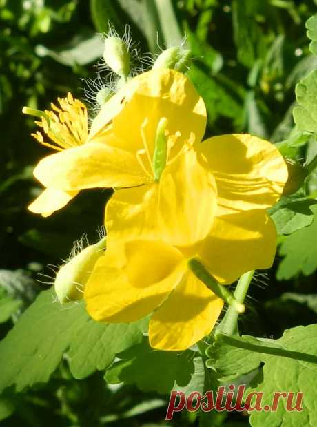 Немного солнечных лучей
и засиял цветок невзрачный
Простою красотой своей
мир сделал чище и прозрачней...