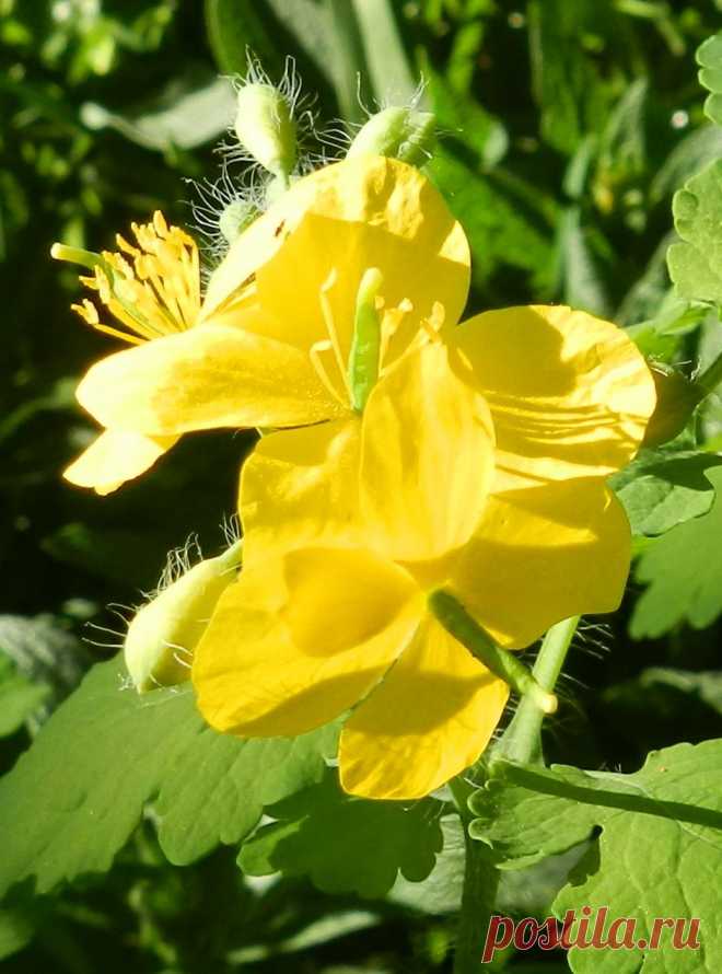 Немного солнечных лучей
и засиял цветок невзрачный
Простою красотой своей
мир сделал чище и прозрачней...