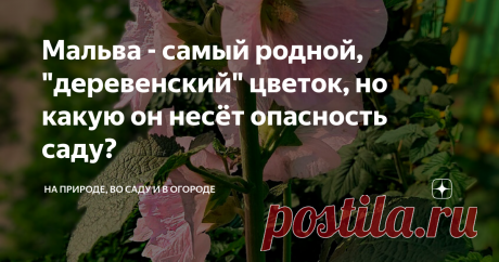 Мальва - самый родной, "деревенский" цветок, но какую он несёт опасность саду? Самым "деревенским", самым родным и самым красивым растением для украшения больших пространств я считаю шток-розу или мальву Она структурирует пространство сада: может выступать в роли разделителя "садовых комнат", отлично смотрится как задник к любой садовой композиции, может служить ширмой для  неприглядных закоулков сада,  замечательный солитер на газоне! Много ли вы знаете еще таких универса...