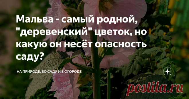 Мальва - самый родной, 