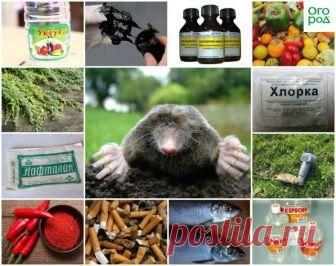 Крот, не ходи в мой огород, или Как избавиться от кротов на садовом участке | Болезни и вредители (Огород.ru)