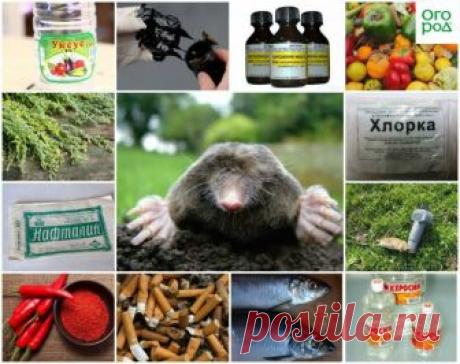 Крот, не ходи в мой огород, или Как избавиться от кротов на садовом участке | Болезни и вредители (Огород.ru)