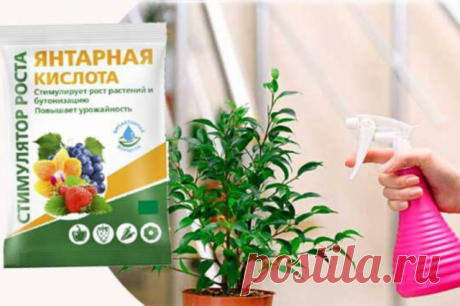 Янтарная кислота: как она влияет на растения и как правильно ее использовать — Домашние заботы