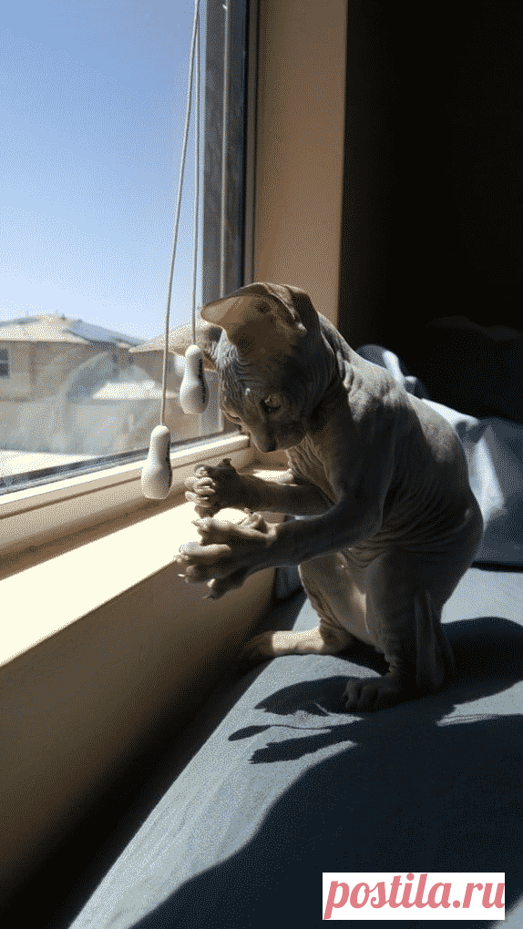 17 красноречивых фото, которые докажут вам, что сфинксы вовсе и не «Фу!»