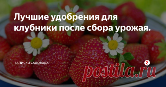 Лучшие удобрения для клубники после сбора урожая. Период после плодоношения в жизнедеятельности клубничных растений считается одним из самых важных и значимых! От того ухода, которым вы окружите клубничные посадки, от того, как и чем вы проведете подкормочные мероприятия, во многом будет зависеть урожайность в следующим сезоне. Даже выращивая эту ягоду на самой плодородной почве, без постоянных подкормок, вы не получите хорошего урожая. Для подде