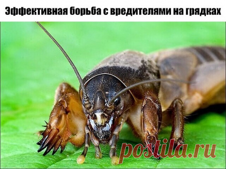 Эффективная борьба с вредителями на грядках  
 
-Избавляемся от луковой и морковной мухи;
-Картофельных жуков больше не будет;
-Борьба с тлей;
-Борьба с медведкой (капустянка);
-Борьба с кротами
 
Избавляемся от луковой и морковной мухи
 
Самый простой, но эффективный способ – это обработка грядок слабым раствором аммиака. Можно использовать нашатырный спирт – 2 ст.л. на 5 литров воды. Не лишним будет добавить на 5 литров раствора 2 капли йода и 1/3 чайной ложки сухой борн...