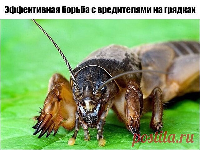 Эффективная борьба с вредителями на грядках  
 
-Избавляемся от луковой и морковной мухи;
-Картофельных жуков больше не будет;
-Борьба с тлей;
-Борьба с медведкой (капустянка);
-Борьба с кротами
 
Избавляемся от луковой и морковной мухи
 
Самый простой, но эффективный способ – это обработка грядок слабым раствором аммиака. Можно использовать нашатырный спирт – 2 ст.л. на 5 литров воды. Не лишним будет добавить на 5 литров раствора 2 капли йода и 1/3 чайной ложки сухой борн...