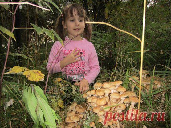 Как на дачном участке вырастить опята? .