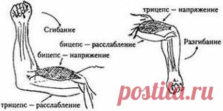 Мышцы антагонисты, что это? | Sport My Way | Sport - My Way