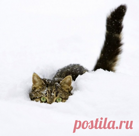 Пост невероятной кошачьей красоты / Питомцы
