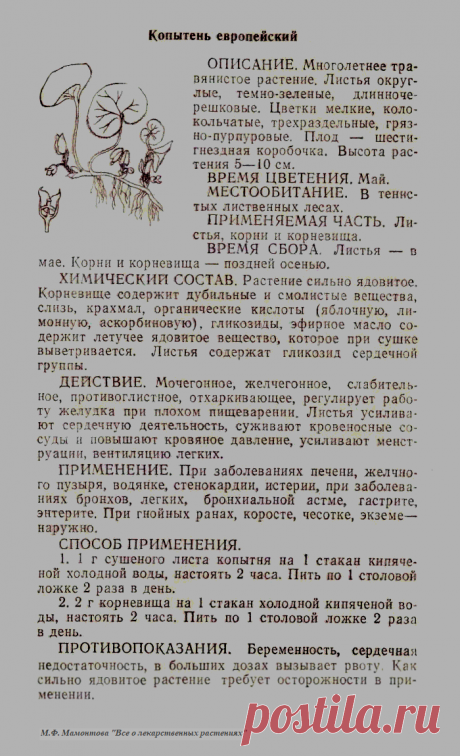 Копытень европейский