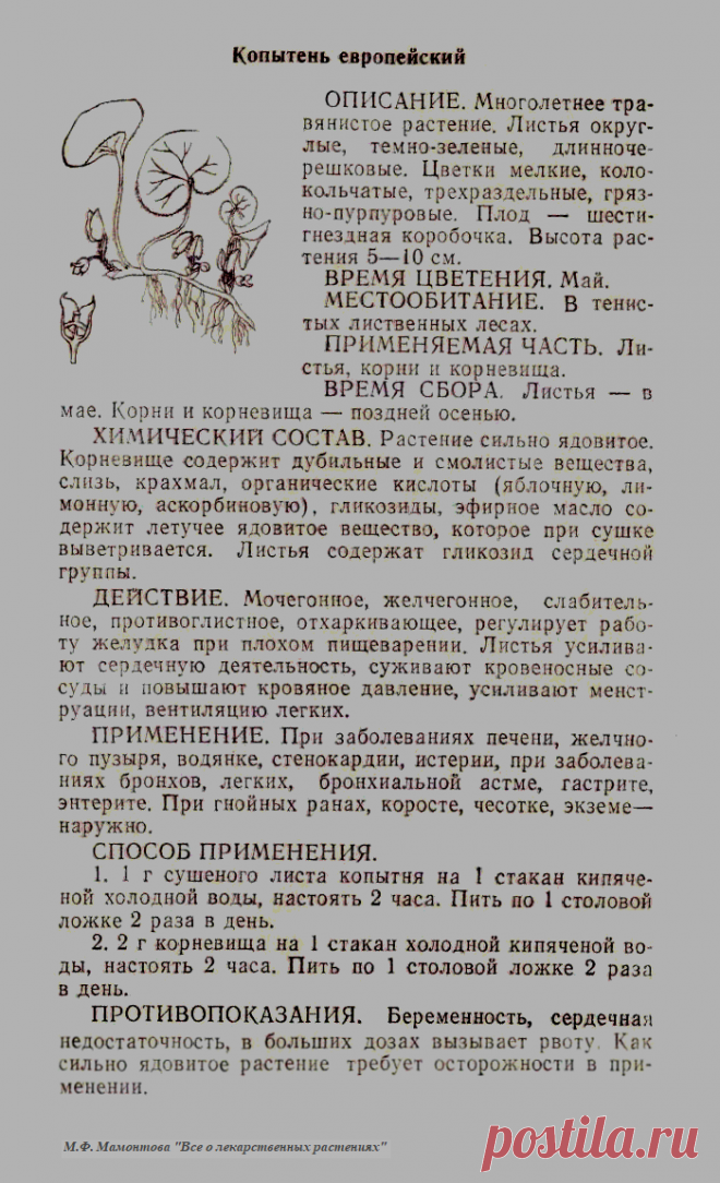 Копытень европейский