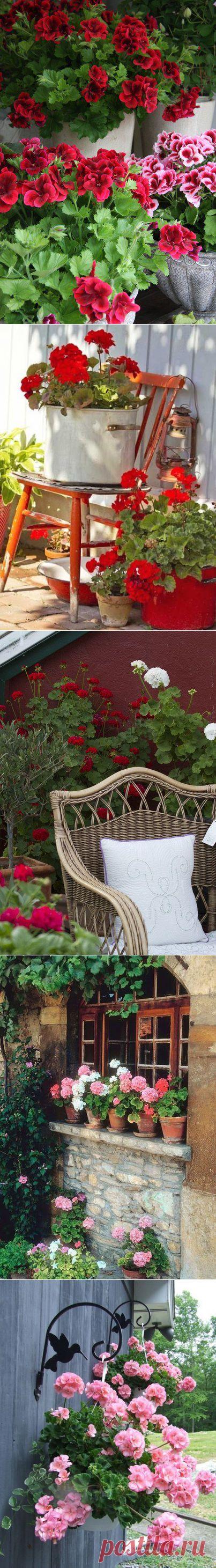 Пеларгония - это непревзойдённая красота и уют в саду. Для успешного развития и цветения растение нуждается в хорошем освещении, температуре не ниже +12 градусов, правильном поливе.