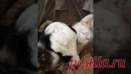 коза родила 4х!!! Срочная продажа!