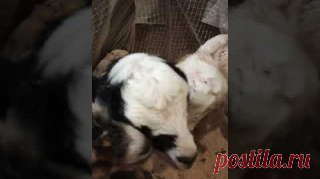коза родила 4х!!! Срочная продажа!
