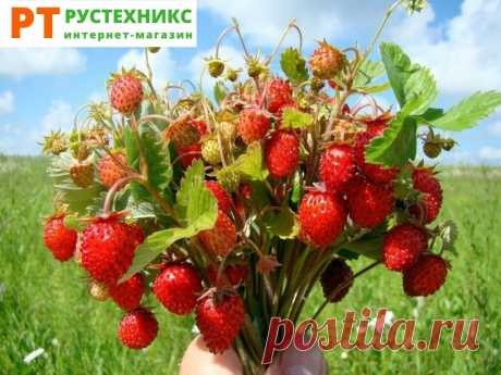 Питание Для Похудения. ТОП-5 САМЫХ ПОЛЕЗНЫХ ЯГОД НА ДАЧЕ
