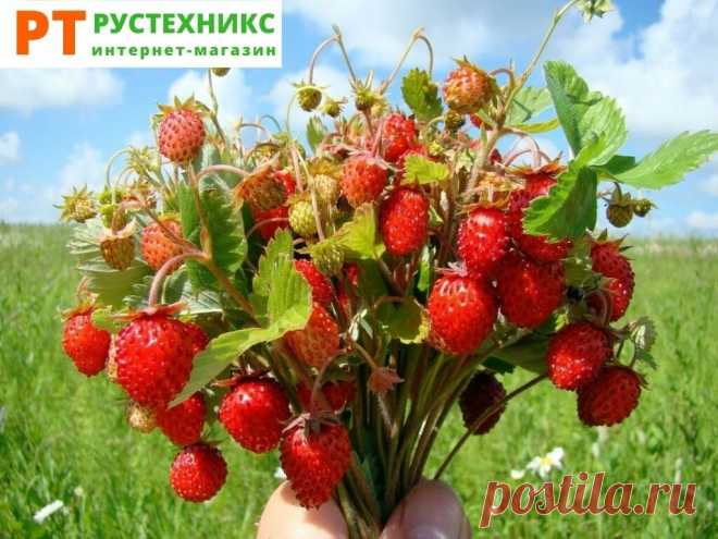 Питание Для Похудения. ТОП-5 САМЫХ ПОЛЕЗНЫХ ЯГОД НА ДАЧЕ