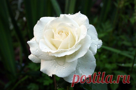 Белая роза - небесное совершенство, невинность. - White rose - heavenly perfection, innocence. - https://blogs.privet.ru/community/magic_flowers/103659882