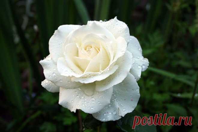 Белая роза - небесное совершенство, невинность. - White rose - heavenly perfection, innocence. - http://blogs.privet.ru/community/magic_flowers/103659882