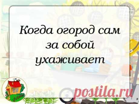 #факт
Травы нужно высевать редкими вкраплениями, а не сплошняком, иначе они заглушат рост основной культуры. Итак приступим:
Базилик - замечательно растет-дружит с томатами, улучшая их вкус, капустой, фасолью, перцами. Своей "душистостью" он отпугивает мух и комаров, бобовую зерновку.
Валериана - эту траву советуют иметь в саду всегда, она особенно пригодится для компоста - корни валерианы, цикория вместе с листьями лука привлекают туда множество дождевых червей.
Иссоп - обожает капусту, свои