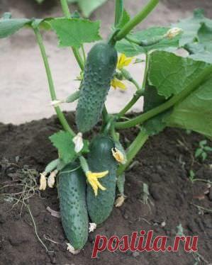 Огурцы в теплице » Журнал "Культура загородной жизни"