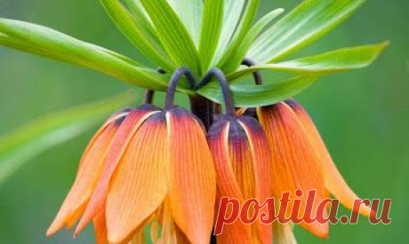 Google+ – #flowers